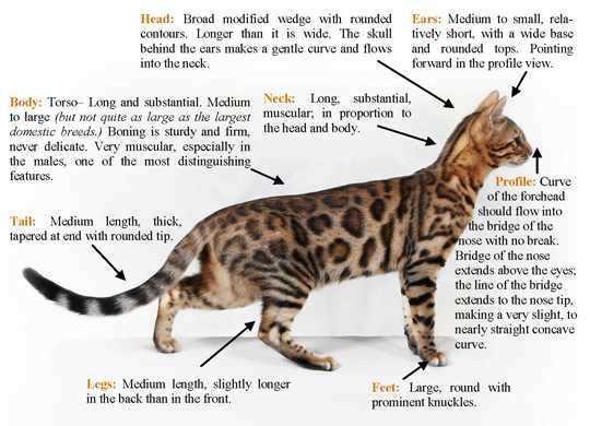 Чем славятся бенгальские кошки?