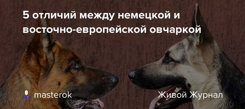 Интеллект и обучаемость