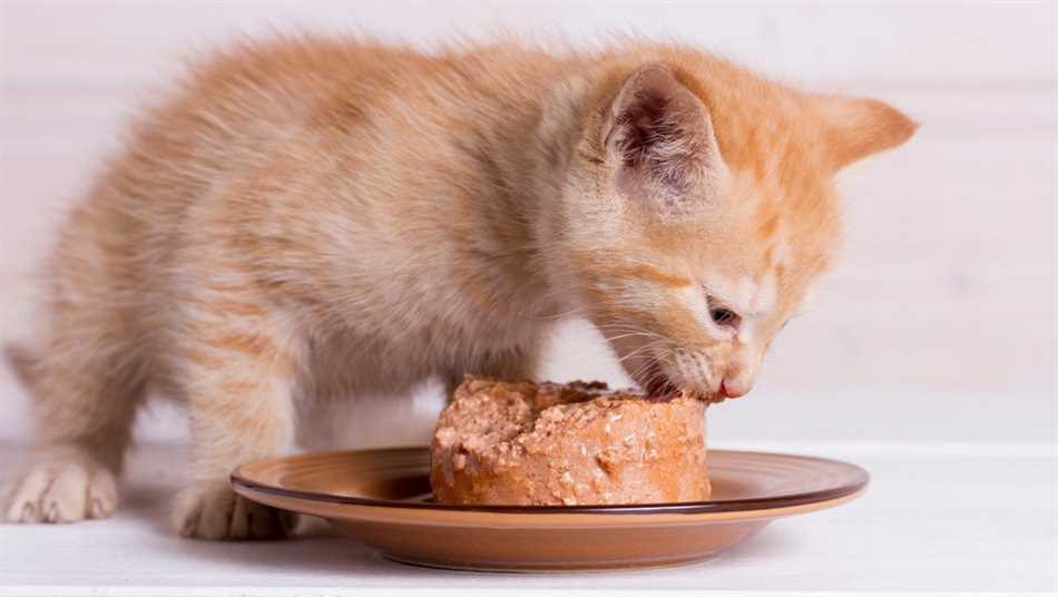 Как правильно ввести обычную еду в рацион котенка?