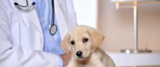 Через сколько дней везти на прививку щенку?