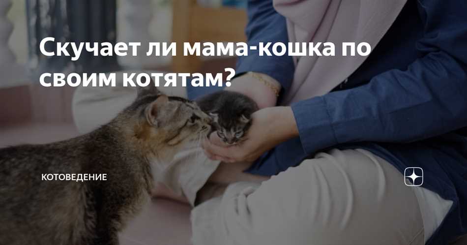 На сколько времени кошка сохраняет связь с котятами?