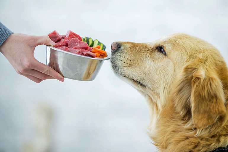 Проблемы с пищеварительной системой у собак, если не докармливать их