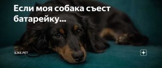 Что будет если собака съест батарейку?