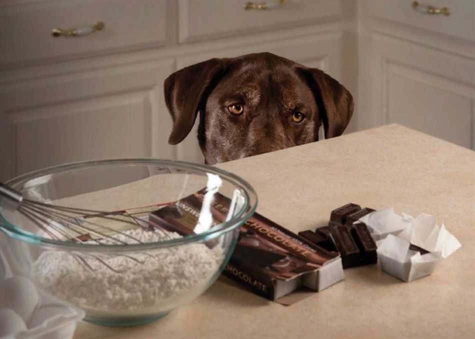 Что случится, если собака съест большую дозу сахара?