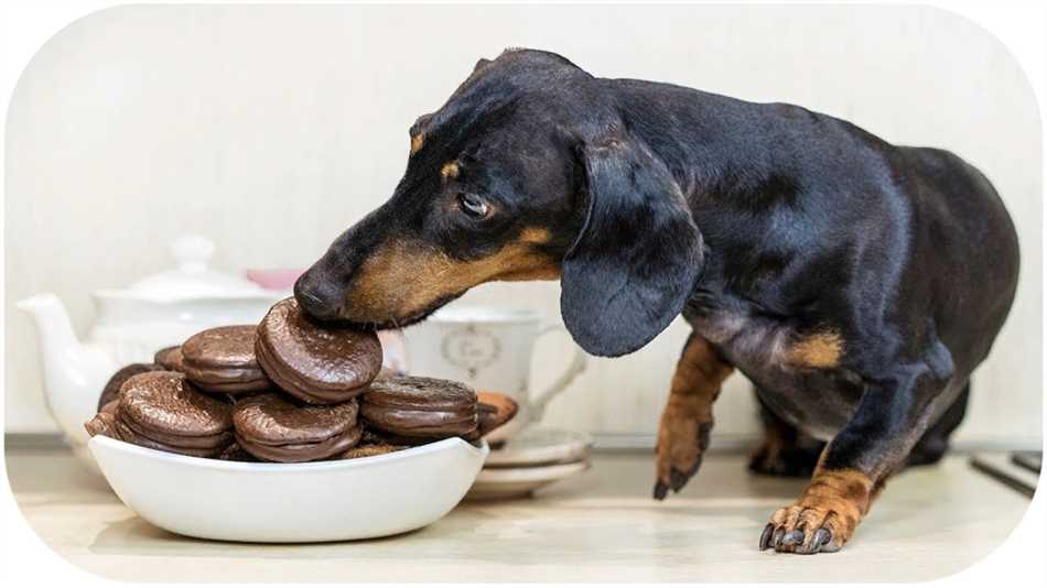 Симптомы и негативные последствия употребления большой дозы сахара собакой