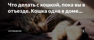 Что чувствует кошка когда остается дома одна надолго?