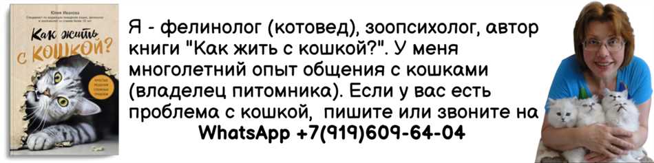 Стресс и тревога у кошек, когда они остаются дома одни надолго