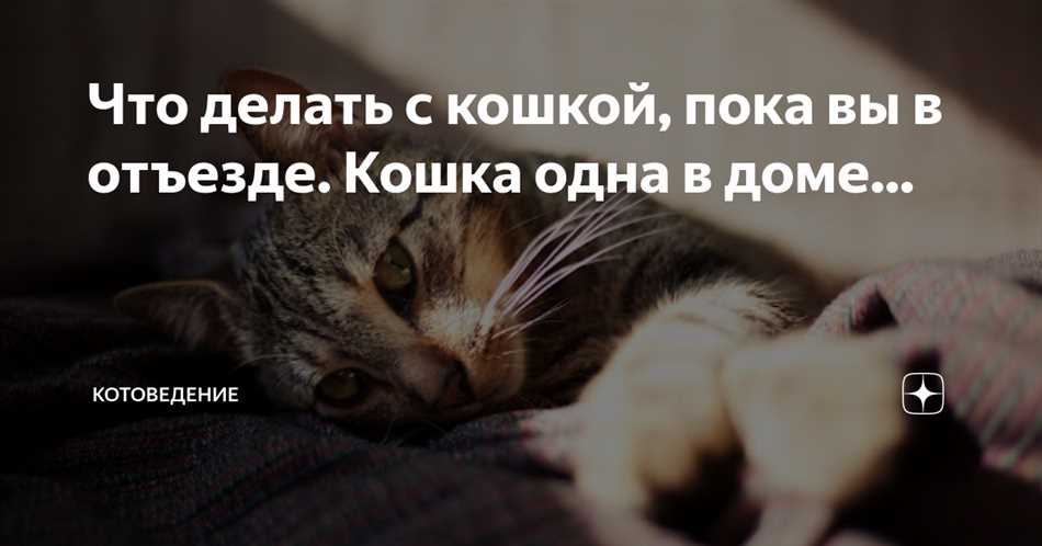 Что чувствует кошка когда остается дома одна надолго?