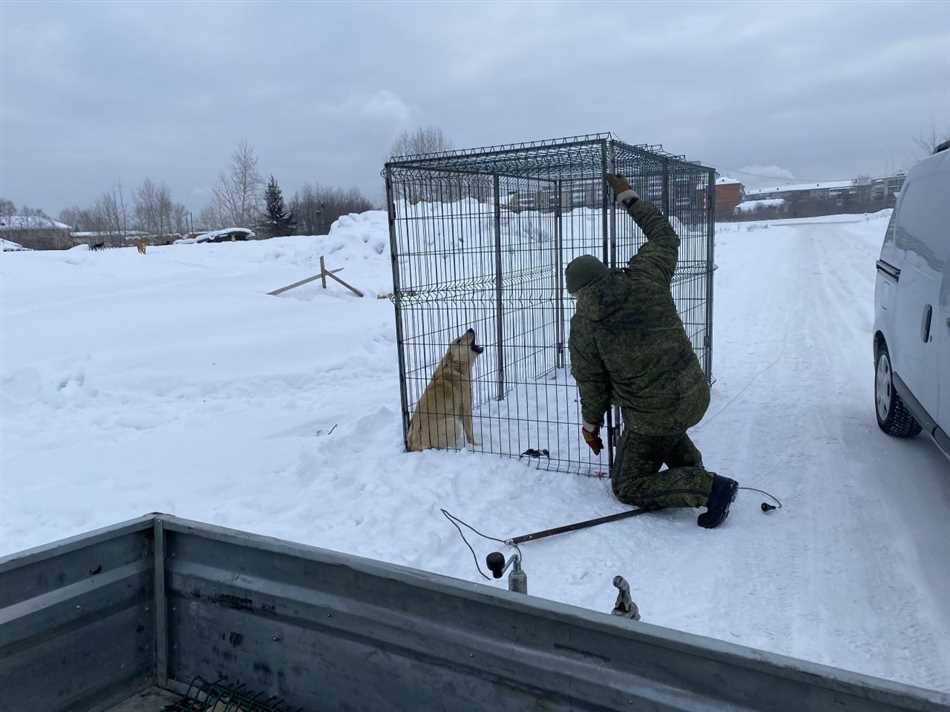 Что делает служба отлова с собаками?