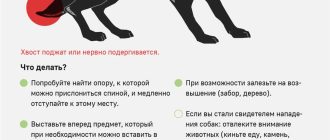 Что происходит с собакой после смерти: что происходит с телом и душой?