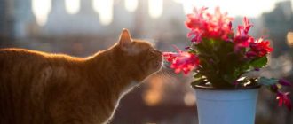 Что делать если кот отравился цветком?