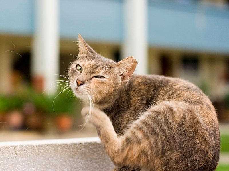 Что делать если котенок отравился дихлофосом?