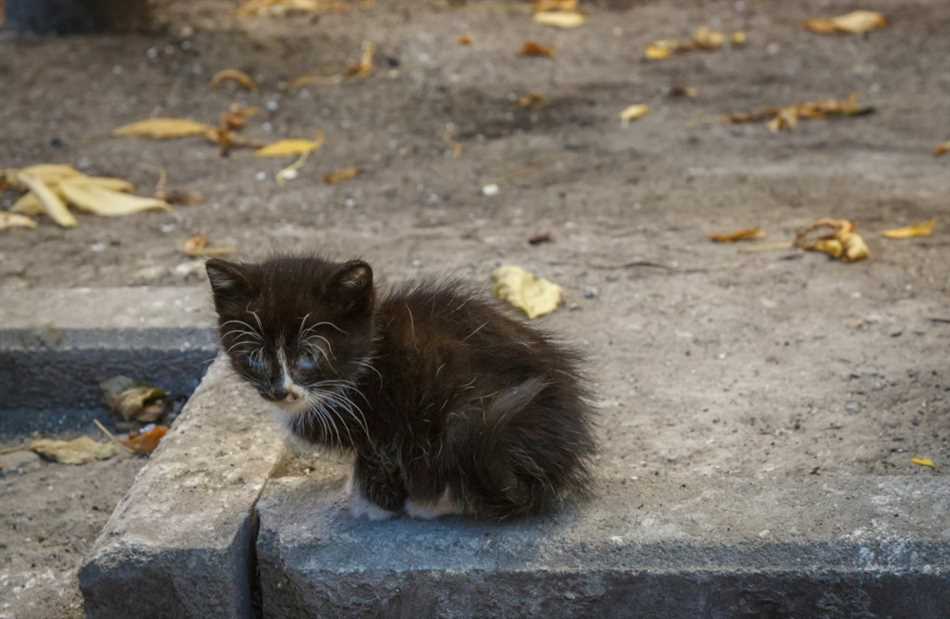 Что делать, если нашел новорожденного котенка на улице?