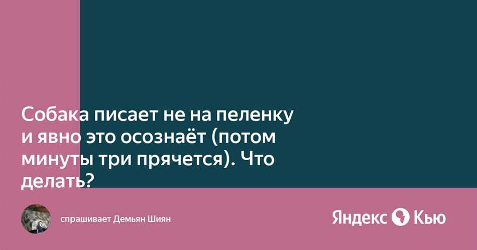 Настроить режим гуляний для щенка, чтобы он перестал писать не на пеленку