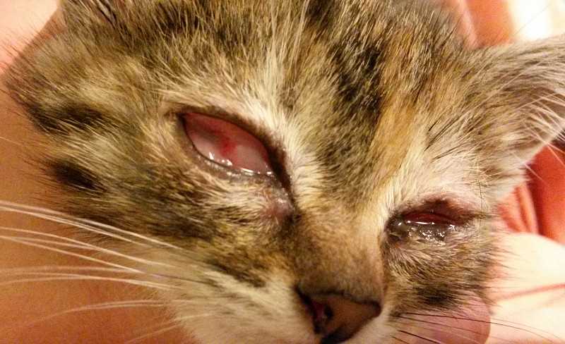 Что делать если у кота вытек глаз в домашних условиях?