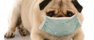 Что делать при аллергии на собаку?