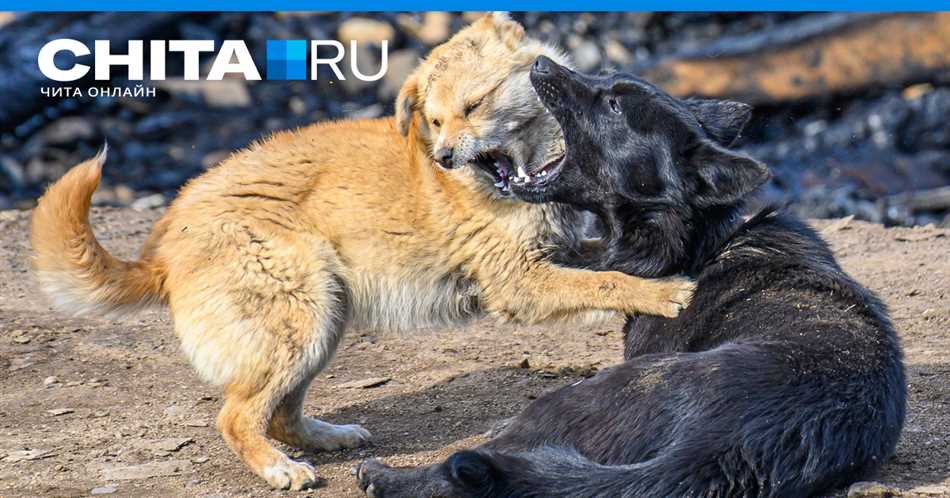 Бродячие собаки: как правильно действовать по закону?