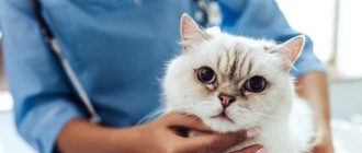 Что дешевле кастрировать кота или стерилизовать кошку?