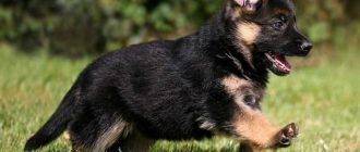 Что должен уметь щенок немецкой овчарки в 2 месяца?