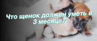 Что должен уметь щенок в 3 месяца?