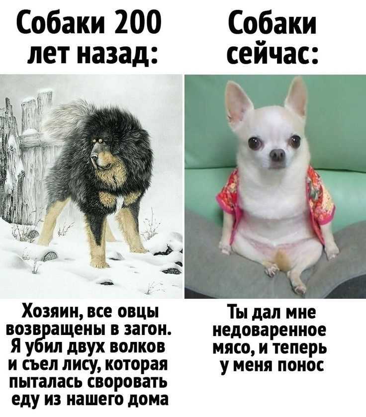 Что думает собака когда уходит хозяин?