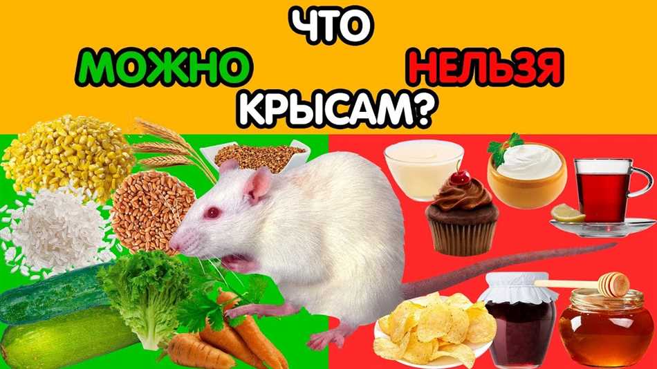 Что едят домашние крысы?