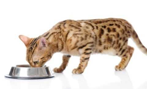 Что ест бенгальский котенок?