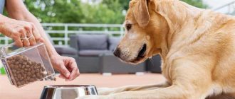 Что ест собака: правильное питание и рацион для вашего питомца
