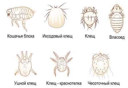 Что есть у кошек паразит что влюбляет в себя?