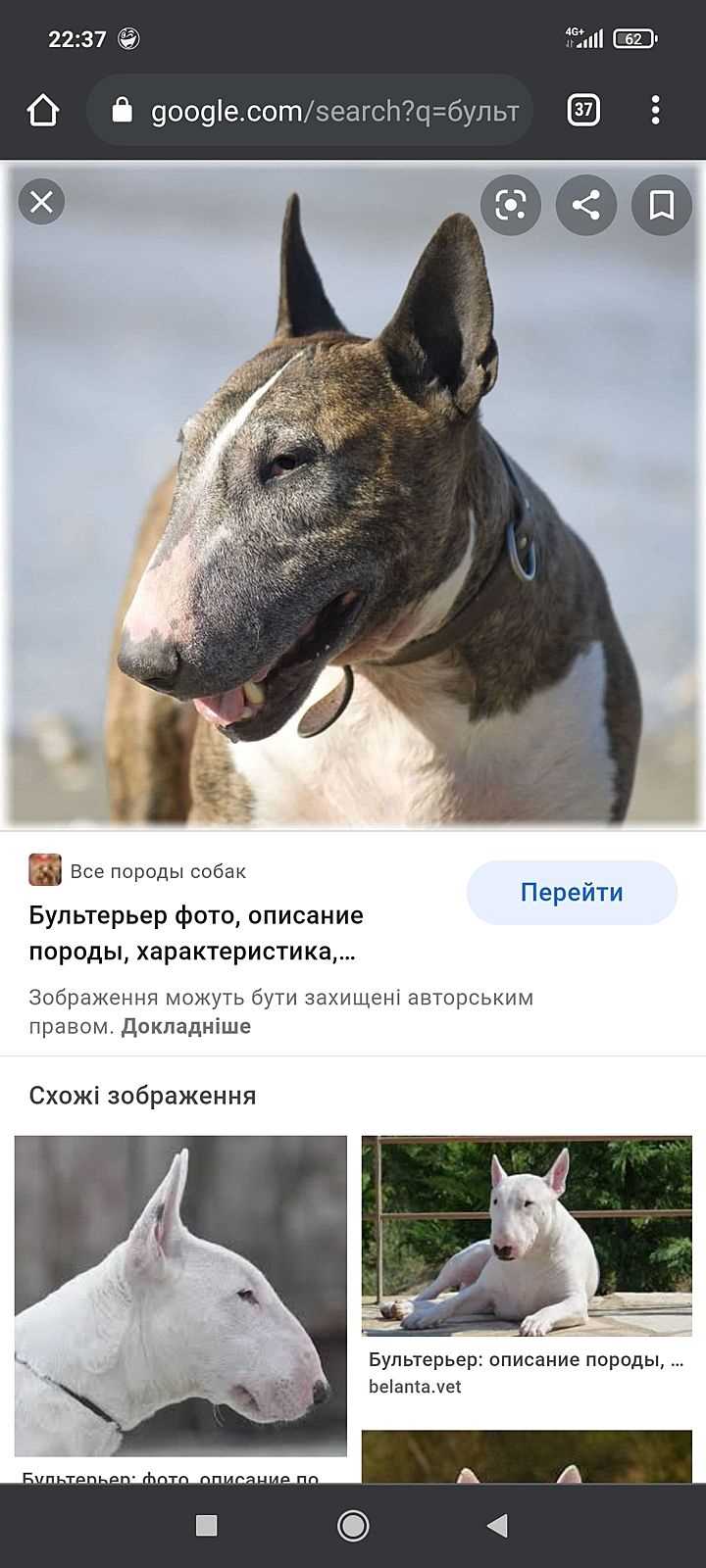 Что это если я боюсь собаки?