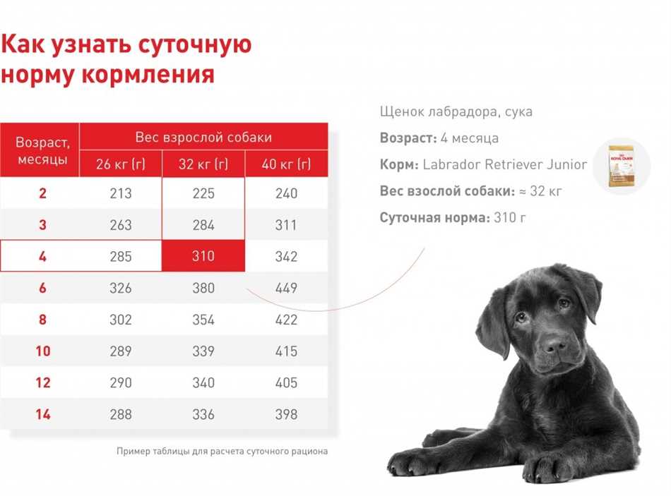 Как правильно вводить овощи в рацион лабрадора?