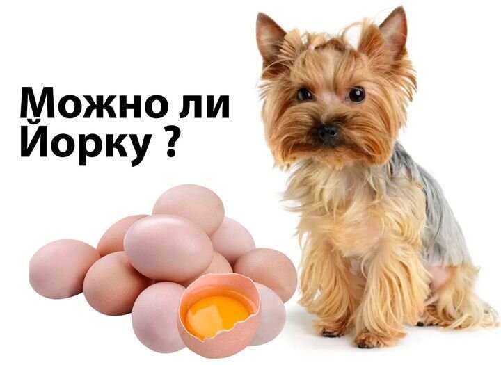 Что из яйца можно давать йоркам?