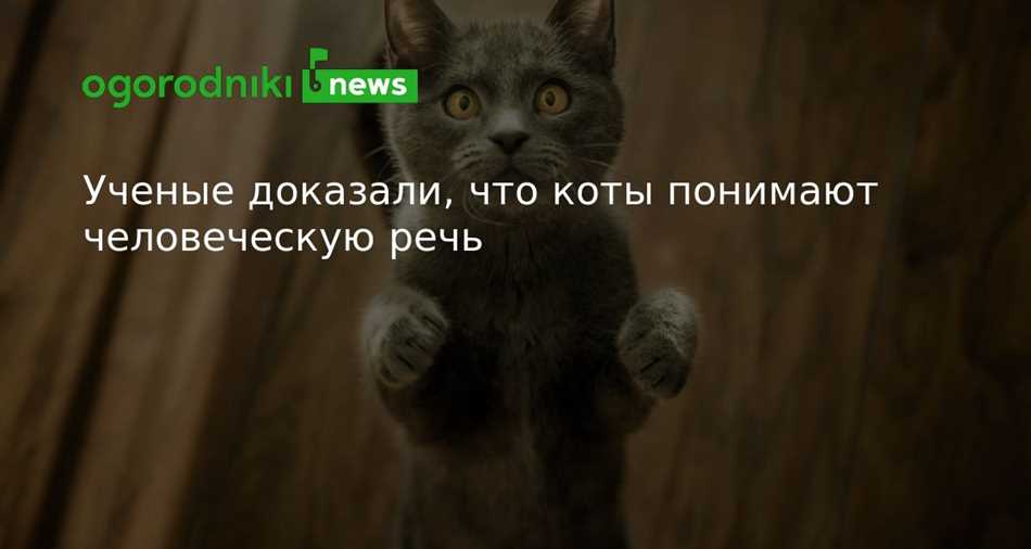 Острота чувств котов