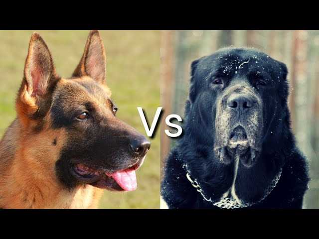 Как выбрать собаку: немецкая овчарка или алабай?