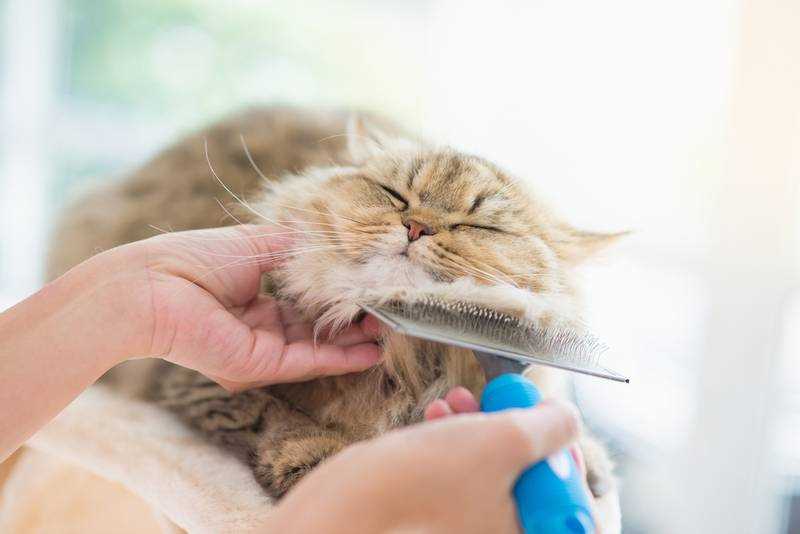 Вычесывание кошки или стрижка: что лучше для здоровья моего питомца?