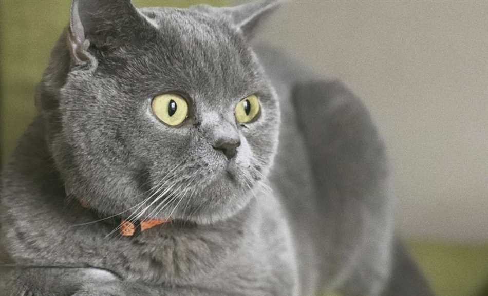 Питание британской кошки: что ей подавать?