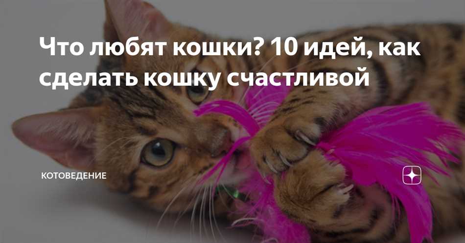 Что любят котята?