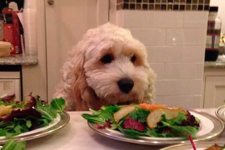 Что любят собаки из еды?