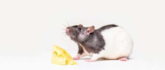 Что можно есть крысам дамбо?