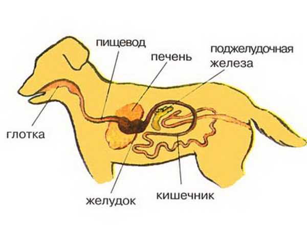 Что можно есть мопсам а что нельзя?