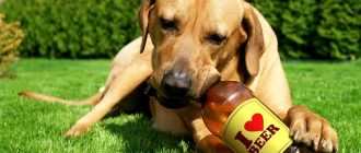 Что можно давать пить собакам: список безопасных напитков