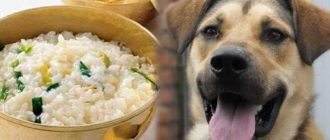 Рецепты вкусных блюд для собак: что можно приготовить своему питомцу?