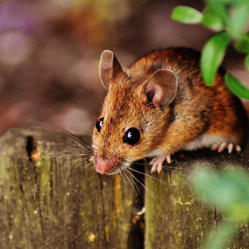 Мыши не умеют говорить
