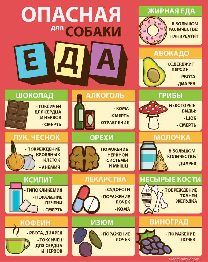 Продукты, опасные для собак: