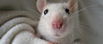Что нужно для содержания крысы в домашних условиях?