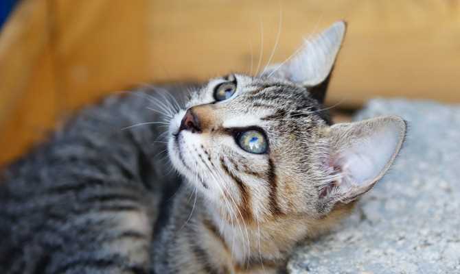 Гены и породы с серыми кошками