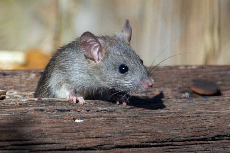 Что отпугивает мышей в доме народные средства?