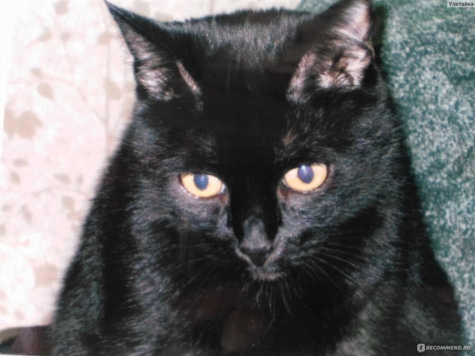 Что означает черная кошка дома?