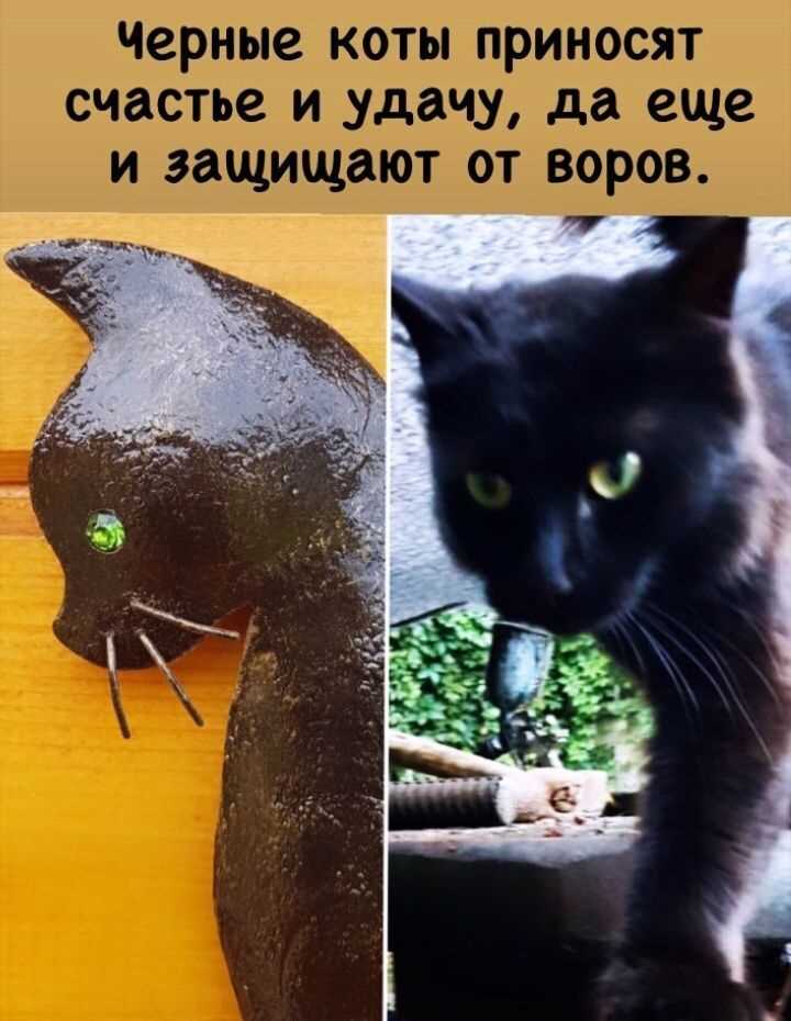 Что означает черный кот?