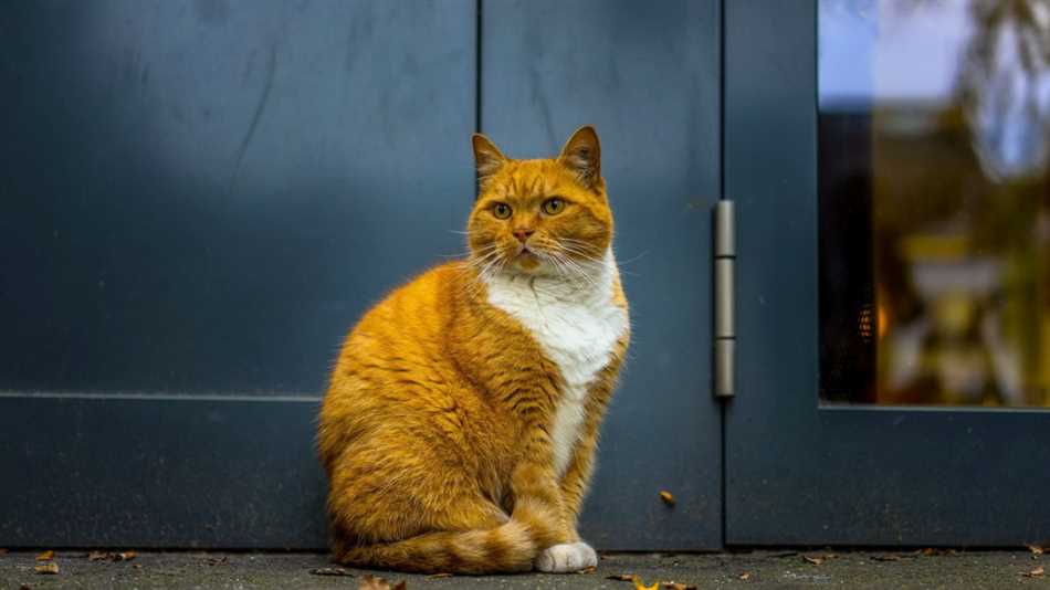 Причины появления кошки в доме